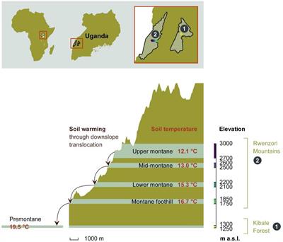Response of Afromontane soil organic carbon, nitrogen, and phosphorus to in situ experimental warming along an elevational gradient